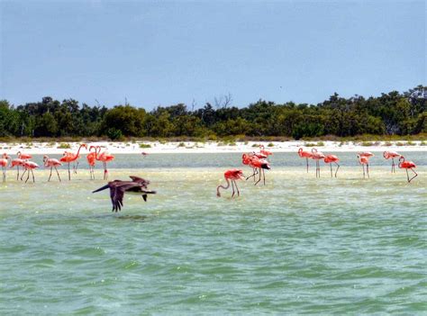  Parque Nacional Isla Holbox! Unohtumattomia rantakävelyjä ja upeita flamingot